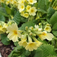 Primula elatior pseudoelatior